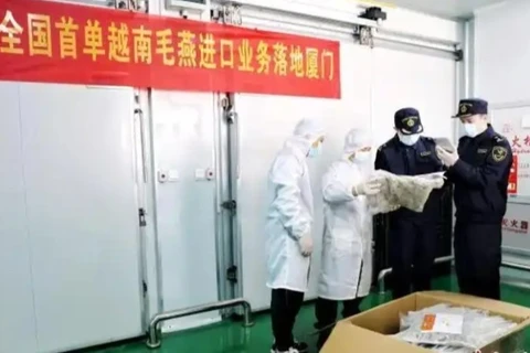 Hải quan thành phố Hạ Môn kiểm tra lô hàng tổ yến thô đầu tiên nhập khẩu từ Việt Nam. (Ảnh: Chinanews.com.cn)
