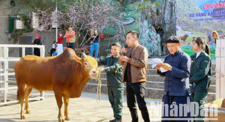 Tại Hà Giang có nhiều cách làm hay nhằm huy động nguồn lực xóa nhà tạm, trong đó có cuộc đấu giá bò vàng để ủng hộ chương trình xóa nhà tạm tại huyện Đồng Văn. a-ha-giang-1-7987.jpg
