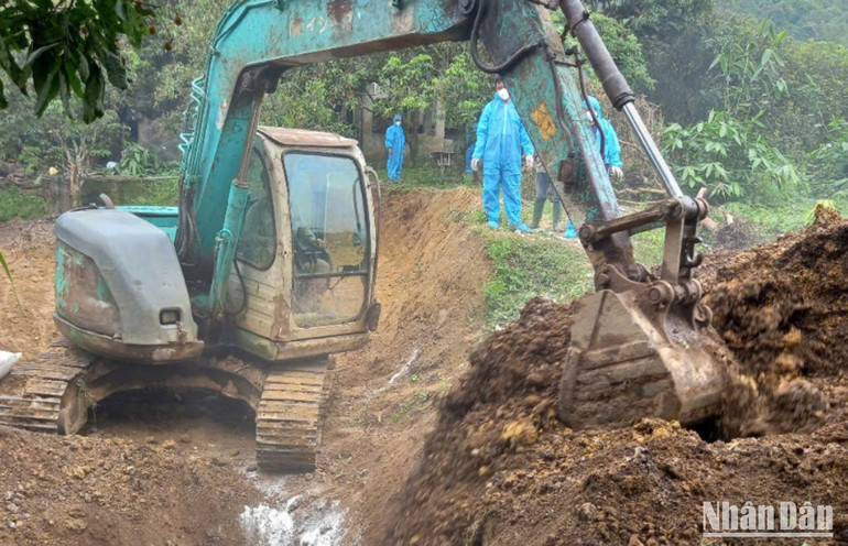 Chính quyền các địa phương thực hiện tiêu hủy toàn bộ số lợn bị nhiễm bệnh. a8-6022.jpg