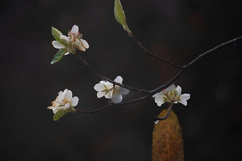 Vào tháng 3 hằng năm, sắc trắng hoa Sơn Tra ở bản Nậm Nghẹp bắt đầu nở rộ khắp các cánh rừng. (Ảnh: LONG VÕ)