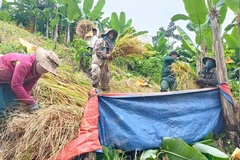 Trong ngày 6/11, các lực lượng xã Nam Giang đã tiến hành giúp người dân thu hoạch gần 2ha lúa và vận chuyển đến các hộ gia đình.