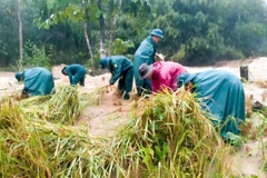 Các lực lượng vũ trang đóng chân trên địa bàn xã La Dêê giúp người dân thu hoạch lúa chín sớm.