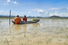 Còn hơn 553 nghìn khách hàng chưa được cấp điện trở lại do nhiều tuyến lưới và trạm biến áp bị cô lập.