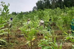 Lực lượng chức năng của xã Sơn Cẩm Hà kiểm tra các vết nứt tại khu vực núi Ngang thôn 5.