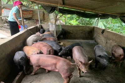 Mô hình nuôi lợn bản địa tập trung đem lại hiệu quả kinh tế cho bà con nhân dân xã Lê Lợi.