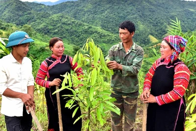 Người dân bản Pha Bu, xã Pa Ủ chăm sóc cây quế .