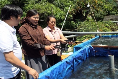 Giá cá tầm mất giá, hàng trăm hộ nuôi cá ở Lai Châu lâm vào cảnh khó khăn nợ nần