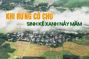 Khi rừng có chủ - Sinh kế xanh nảy mầm