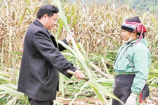 Anh Phạm Võ Quan hướng dẫn người dân thu hoạch mía xuất khẩu.