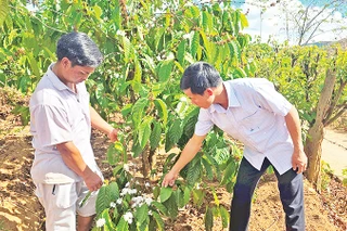 Ông A Đliêu (bên trái) chia sẻ với cán bộ địa phương về hiệu quả từ chuyển đổi cây trồng.