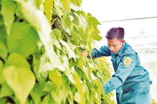 Chiến sĩ chăm sóc vườn rau xanh. 
