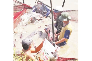 Nuôi cá hô thương phẩm ở tỉnh An Giang.