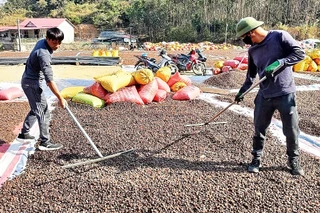 Người dân thôn Yên Hạ, xã Yên Trạch, huyện Cao Lộc (tỉnh Lạng Sơn) phơi khô quả sở để chế biến tinh dầu sở.