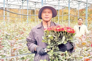 Ông Ha Biêng thu hoạch hoa hồng trong nhà kính.