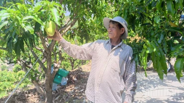 Ông Nhàn giới thiệu thành quả trồng trọt của mình.