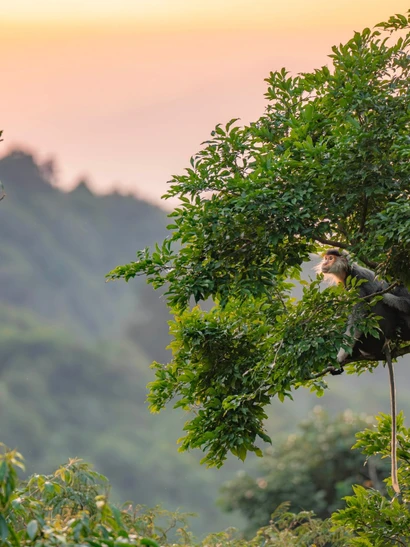 Hình ảnh các gia đình linh trưởng quây quần trên đỉnh rừng già dưới ánh hoàng hôn tạo nên một vẻ đẹp yên bình và đầy sức sống.