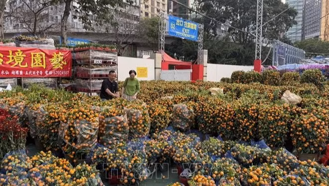 Người dân Hồng Kông (Trung Quốc) hay chọn mua quất vào dịp Xuân mới với ý nghĩa loại quả này tượng trưng cho tài lộc. (Ảnh: TTXVN)
