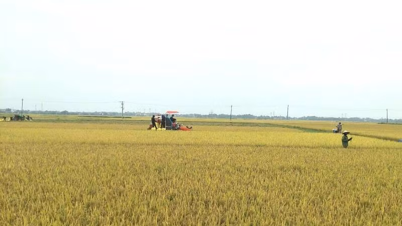 Nông dân xã Quảng Lưu, huyện Quảng Trạch thu hoạch lúa đông xuân.