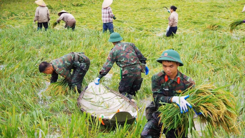 Chiến sĩ Sư đoàn 316 hỗ trợ người dân thu hoạch lúa sau mưa bão.