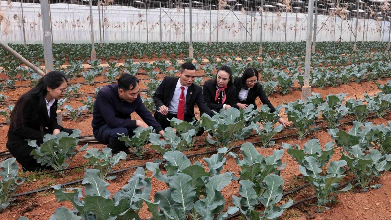 Từ nguồn vốn vay Agribank, Công ty Trọng Nghĩa ở xã Pắc Ta, tỉnh Lai Châu mở rộng sản xuất. (Ảnh: TTXVN)