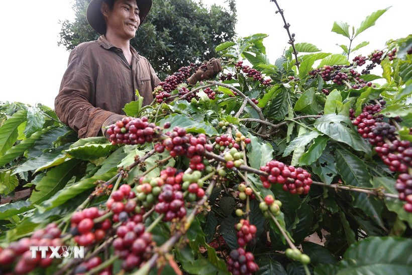 Thu hoạch cà-phê của Công ty Cà-phê 706 (Tổng Công ty Cà-phê Việt Nam) ở Ia Grai (Gia Lai). (Ảnh: Vũ Sinh/TTXVN)