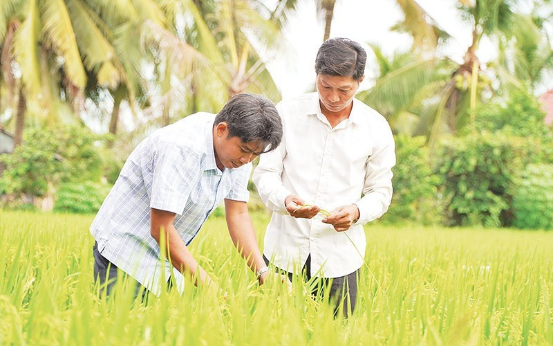 Nông dân Hợp tác xã Dịch vụ Nông nghiệp Thắng Lợi (tỉnh Đồng Tháp) thăm lúa sản xuất thí điểm thực hiện Đề án 1 triệu héc-ta lúa chất lượng cao, phát thải thấp. (ẢNH: HỮU NGHĨA)