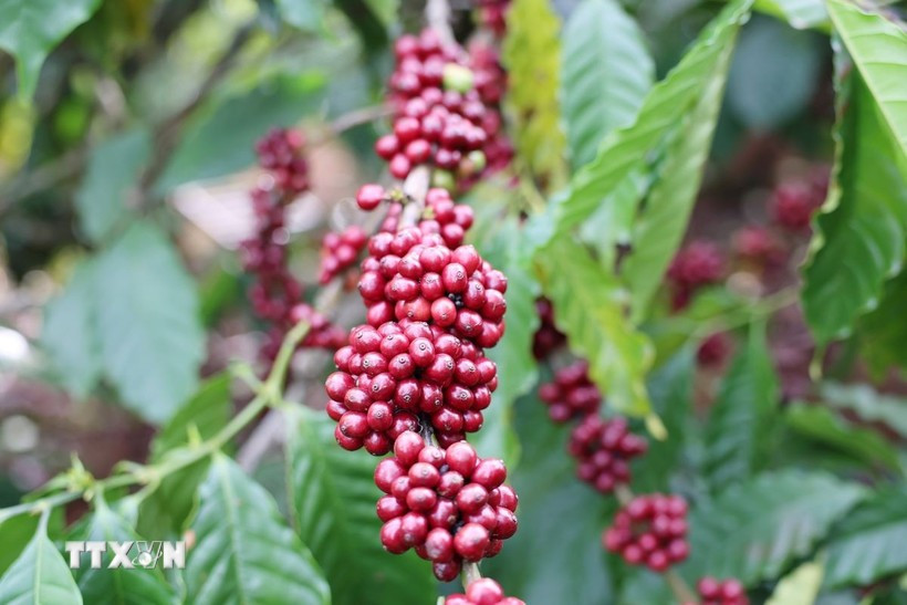 Nguồn cung cà-phê toàn cầu đang chịu áp lực ngày càng lớn. (Ảnh: Hoài Thu/TTXVN)