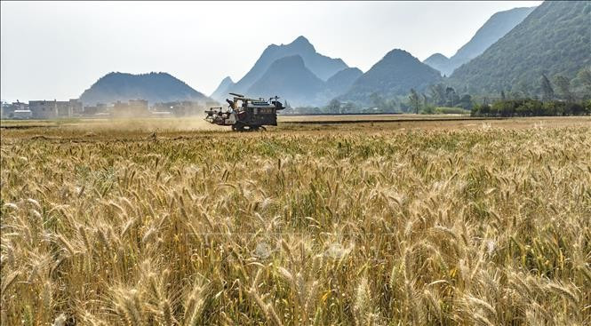 Thu hoạch lúa mì trên cánh đồng ở tỉnh Vân Nam, Trung Quốc, ngày 4/4/2024. (Ảnh: THX/TTXVN)