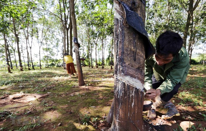 Khai thác mủ cao-su. (Ảnh minh họa: Trần Việt/TTXVN)