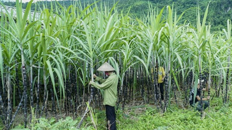 Ảnh minh họa. (Nguồn: TTXVN)