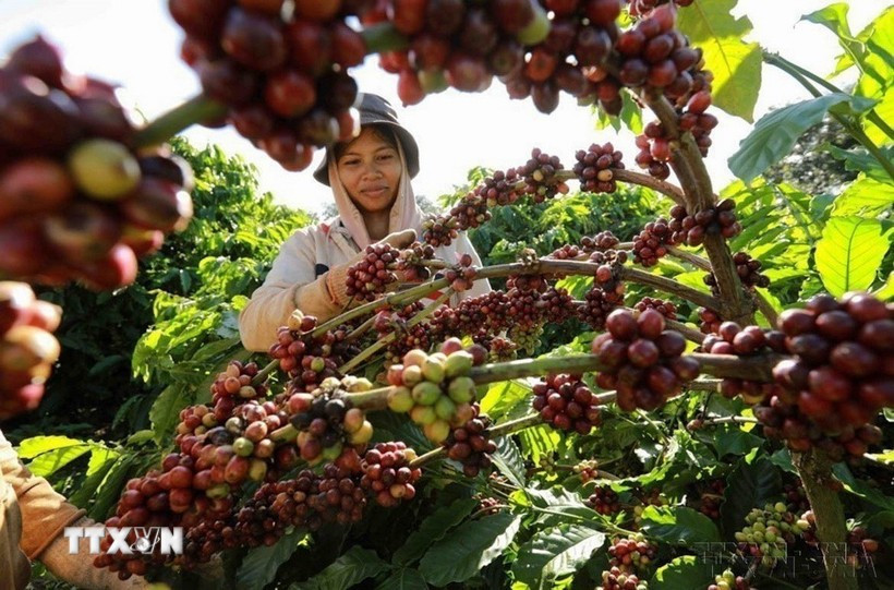 Thu hoạch cà-phê ở vùng trồng của Công ty Simexco Daklak, thành phố Buôn Ma Thuột, tỉnh Đắk Lắk. (Ảnh: Vũ Sinh/TTXVN)
