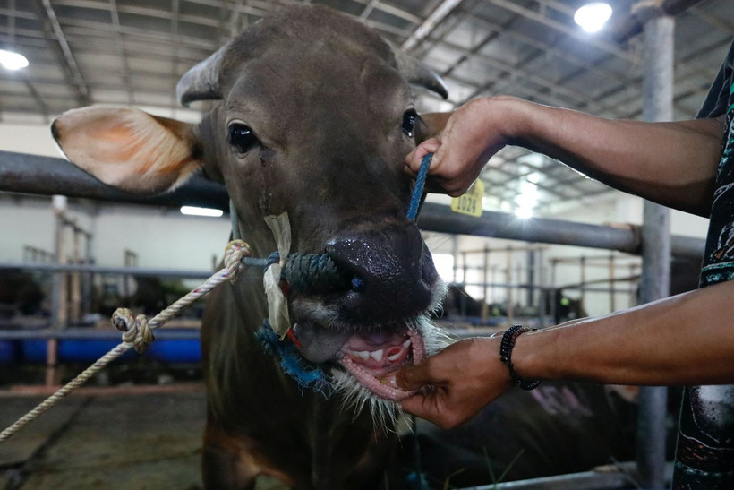 Indonesia chính thức dỡ bỏ hạn ngạch nhập khẩu gia súc sống. (Ảnh: Reuters)