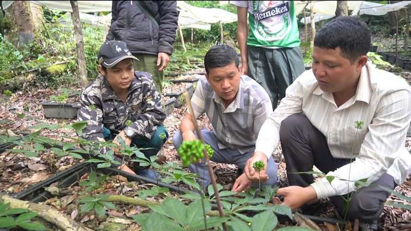 Cây trồng dược liệu sẽ là nguồn thu nhập chính của người dân xã Măng Ri trong thời gian tới. mang-ri-2.jpg