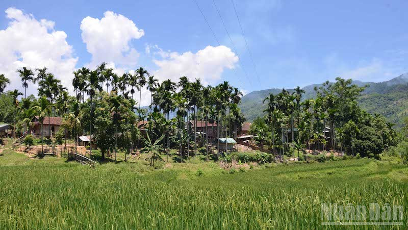 Vùng nguyên liệu cây cau là thế mạnh xuất khẩu và nâng thu nhập cho người dân. ndo_br_anh-2-cau-quang-ngai.jpg
