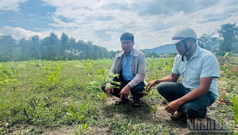 Chính quyền địa phương kiểm tra thực địa tình trạng trồng cây chờ đền bù. ndo_br_img-5061.jpg