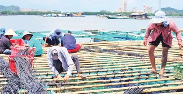 Nông dân huyện Kiên Lương làm bè, dây nuôi vẹm xanh gần bờ.