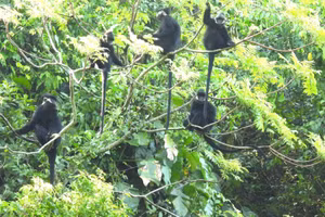 Từ vài con voọc gáy trắng đầu tiên sống trên núi đá vôi ở huyện Tuyên Hóa (Quảng Bình), đến nay có ít nhất 22 đàn voọc gáy trắng với 156 cá thể sinh sống bình an bên cạnh khu dân cư.