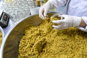 [Ảnh] Khám phá quy trình sản xuất ruốc hàu đặc sản của Vân Đồn 