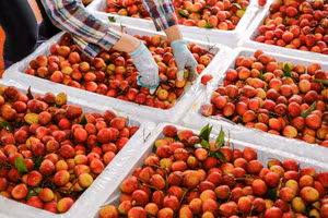 [Ảnh] Vải thiều Lục Ngạn, sản phẩm OCOP nổi tiếng của Bắc Giang