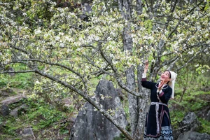 [Ảnh] Lạc bước giữa vườn hoa lê đẹp như cổ tích ở Na Hang, Tuyên Quang