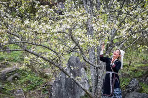 [Ảnh] Lạc bước giữa vườn hoa lê đẹp như cổ tích ở Na Hang, Tuyên Quang