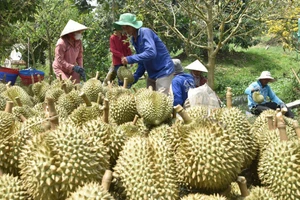 Nhờ chuyển đổi sang trồng sầu riêng, nhiều nông dân ở Tiền Giang đã vươn lên làm giàu.