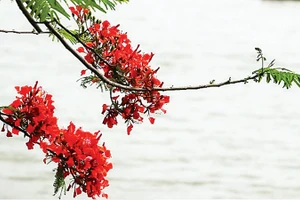 Mùa hoa phượng nở rộn rã gọi hè về. (Ảnh MINH HÀ)