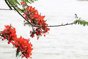 Mùa hoa phượng nở rộn rã gọi hè về. (Ảnh MINH HÀ)