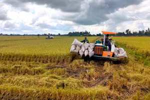 Thu hoạch lúa tại xã Trường Xuân, huyện Tháp Mười, tỉnh Đồng Tháp. (Ảnh HỮU NGHĨA)