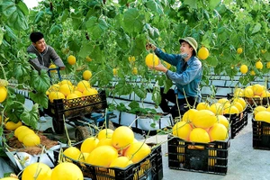 Thu hoạch dưa vàng tại Trung tâm nông nghiệp công nghệ cao Lam Sơn. (Ảnh BÁ VINH)