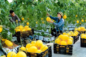 Thu hoạch dưa vàng tại Trung tâm nông nghiệp công nghệ cao Lam Sơn. (Ảnh BÁ VINH)