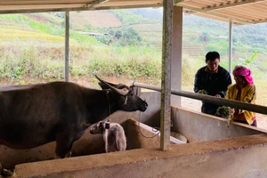 Cán bộ khuyến nông huyện Trạm Tấu hướng dẫn cách tăng cường thức ăn tinh cho trâu nái sinh sản. (Ảnh THANH SƠN)