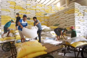 Đóng gói gạo xuất khẩu tại Công ty Lương thực sông Hậu.