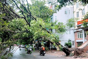 Nhiều cây xanh lớn trên các tuyến phố bị gãy đổ.